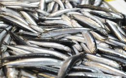 Balık sezonu yarın kapanıyor